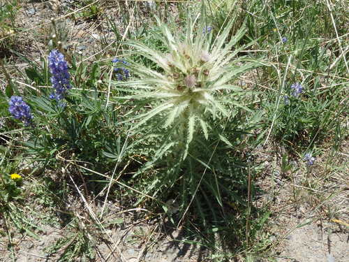 GDMBR: Evil looking Thistle bush looks like Audrey II from the Little Shop of Horrors.